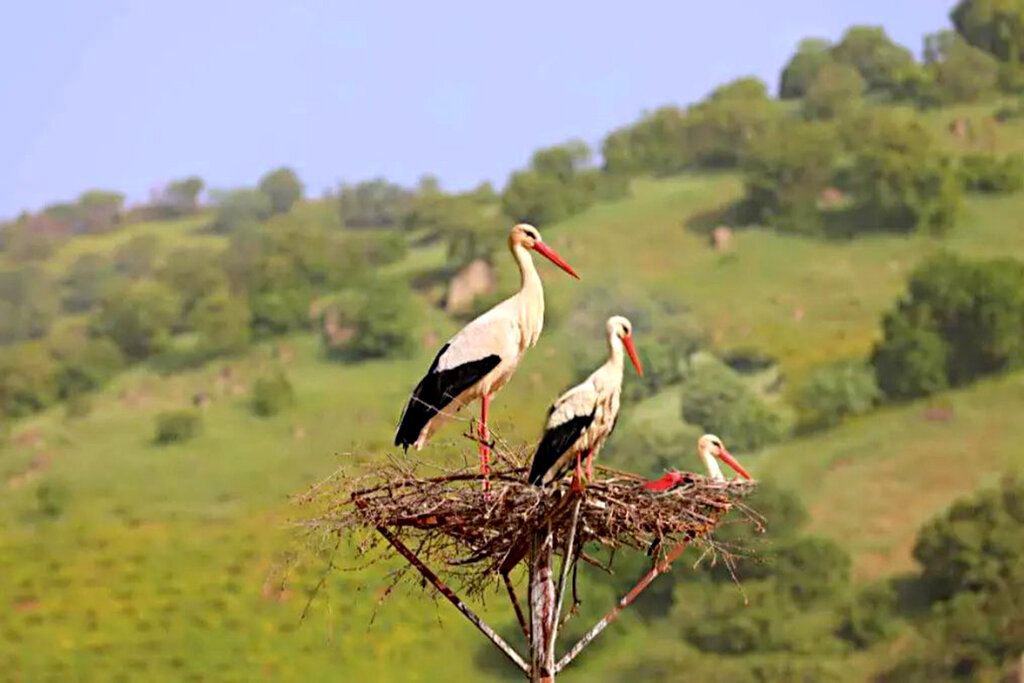 سه روزه کردستان