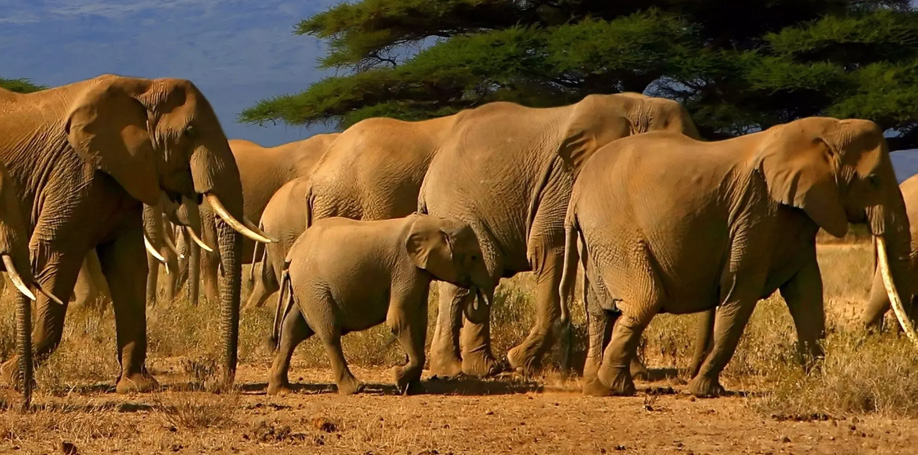 تور سافاری کنیا ۶ روزه